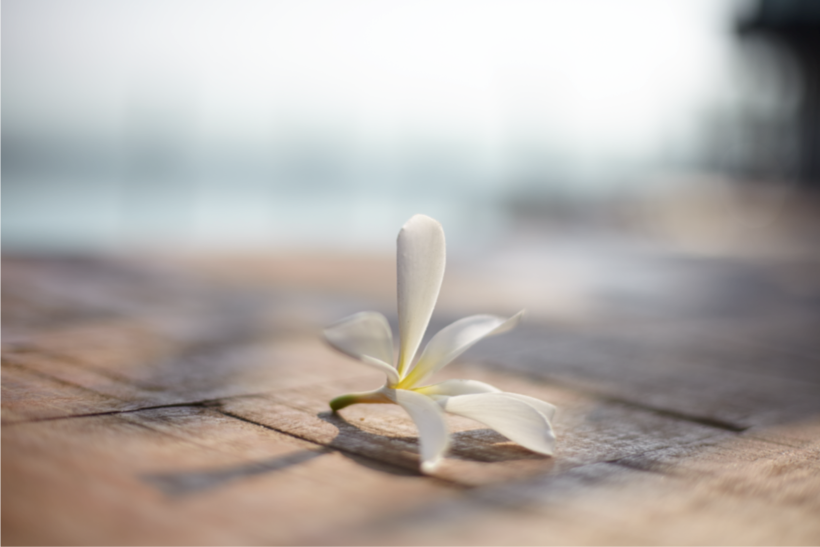 White flower - wellness spa at Hablis Hotel, Chennai