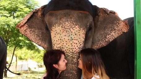 this-is-elephant-love