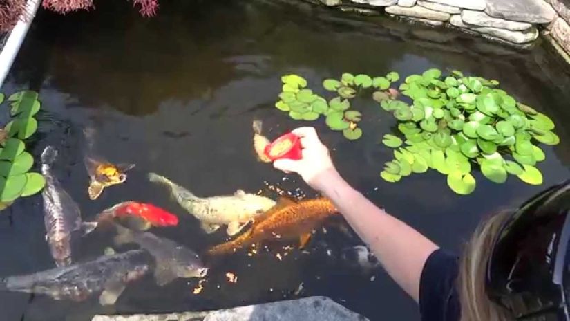 a woman feeding fishes that are inside the pond - Black Thunder, Coimbatore