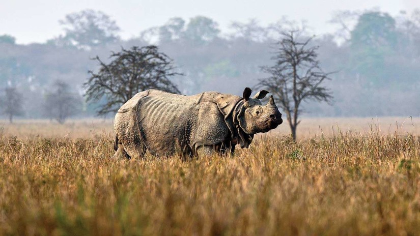 Kaziranga National Park