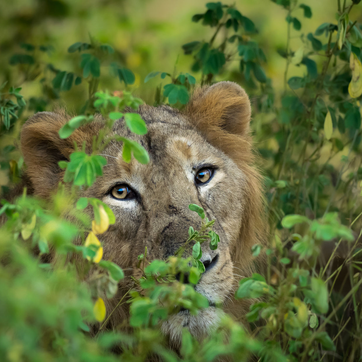 Lion Peeping Through the Leaves