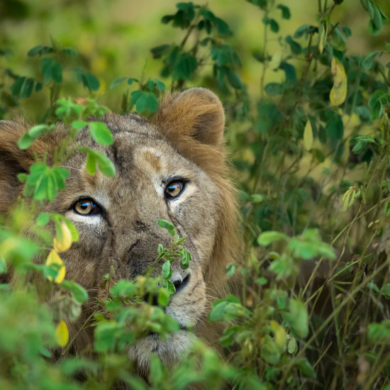 Lion behind the Leaves