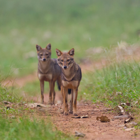 Jackals Nagarahole-6199a