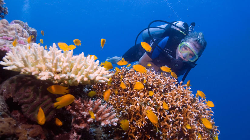 Scuba Diving at Havelock near Barefoot 