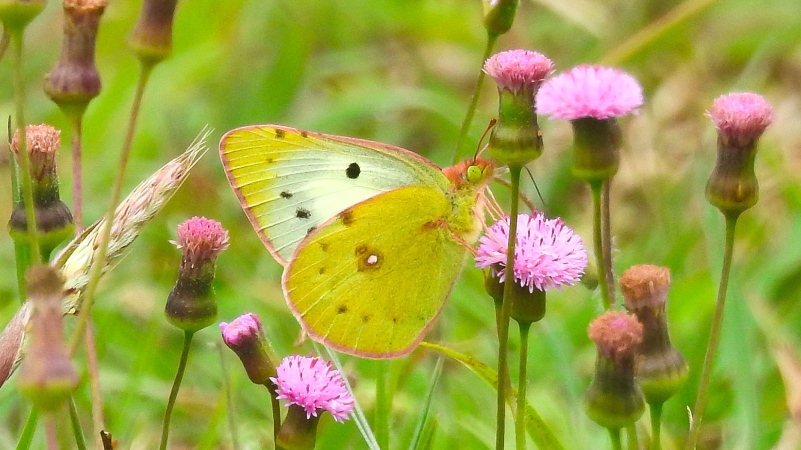 Butterflies