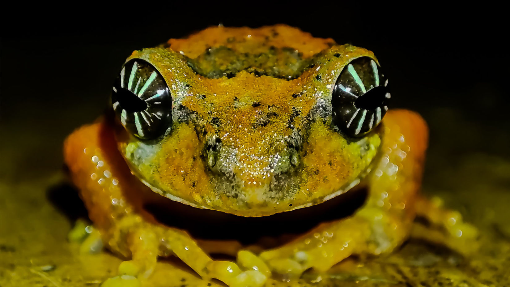 Cross-backed Bush Frog