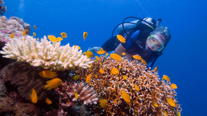 Scuba Diving in Havelock 3186