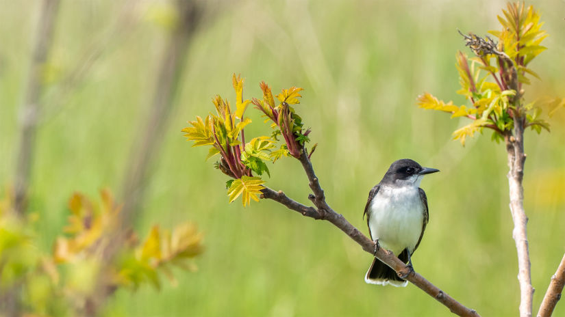 bird watching