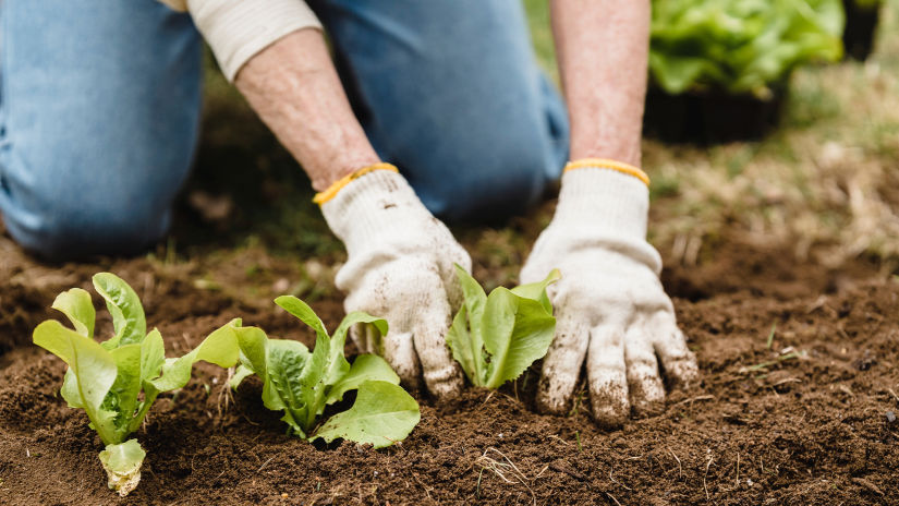 organic farming