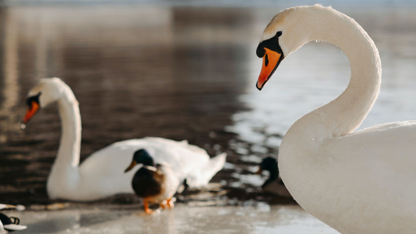 white swans in water