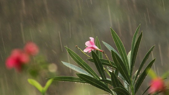 rain falling on a pink flower