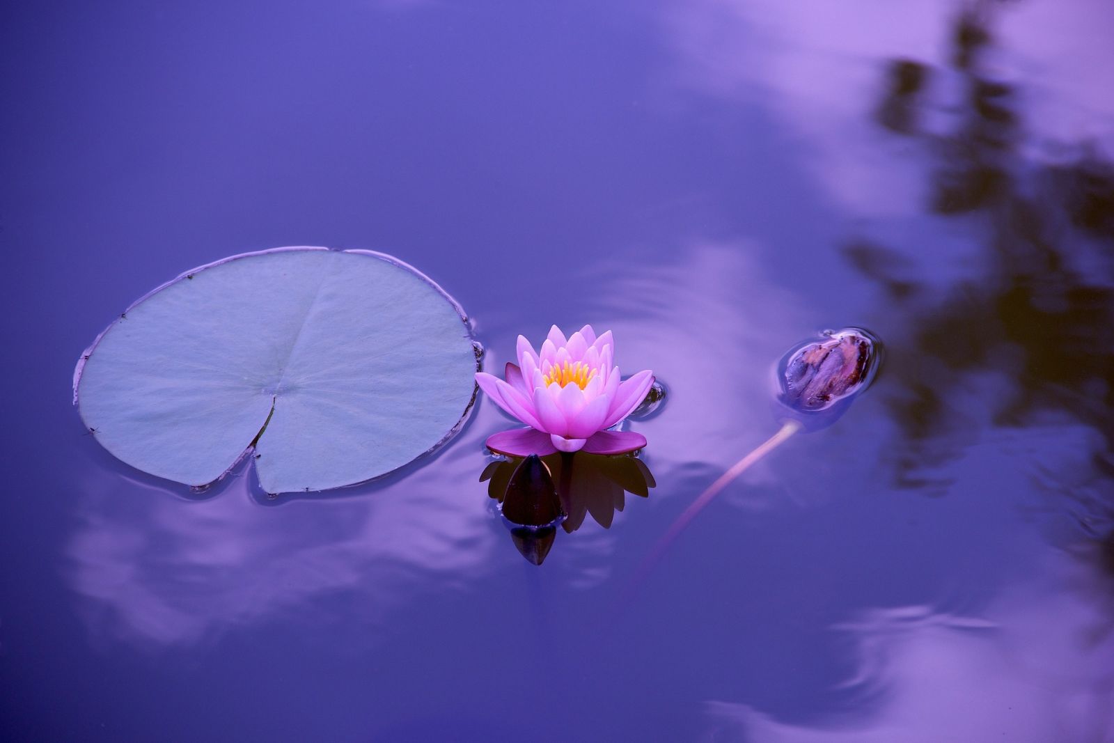 a water lily