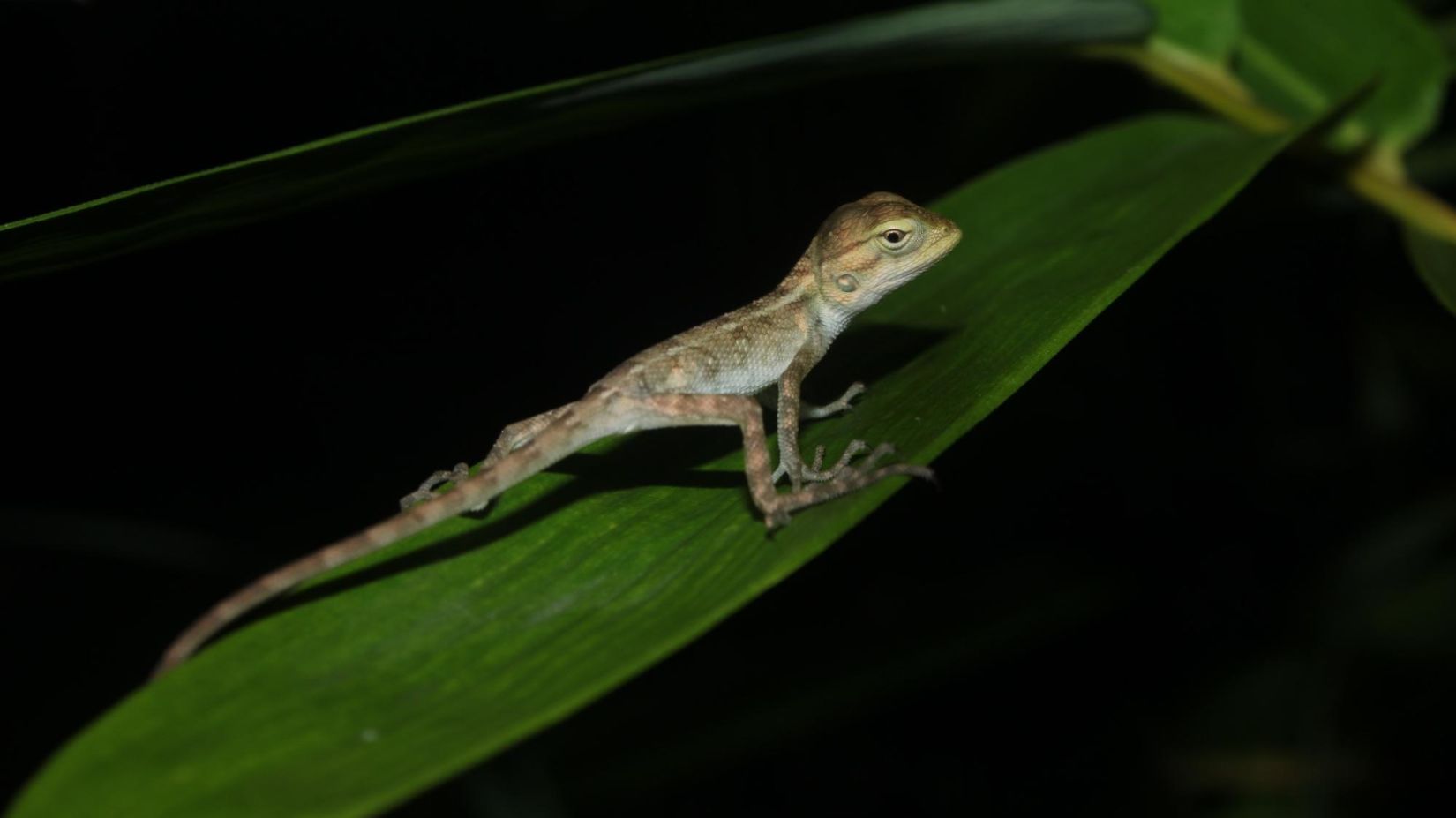 image of a lizard