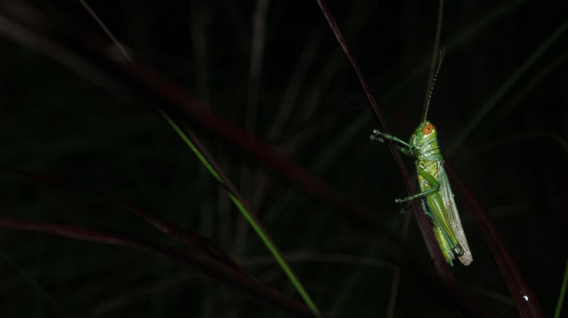 Image of a grass hopper