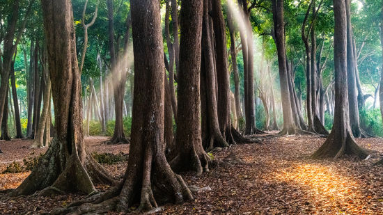 Mahua forest