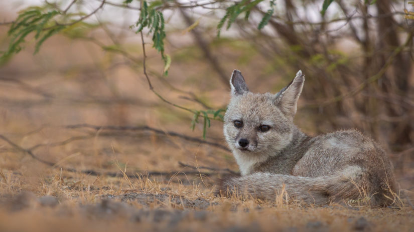 Indian Fox at Little Rann of Kutch