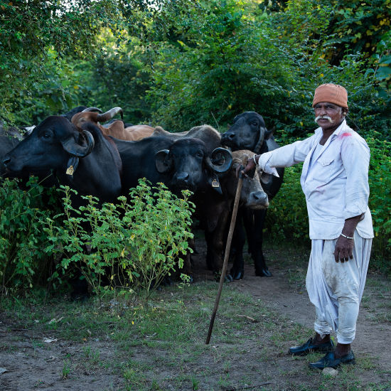 Old Man Petting Cattle