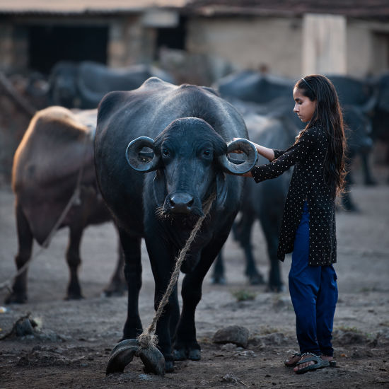 Young Girl Taming a Buffalo