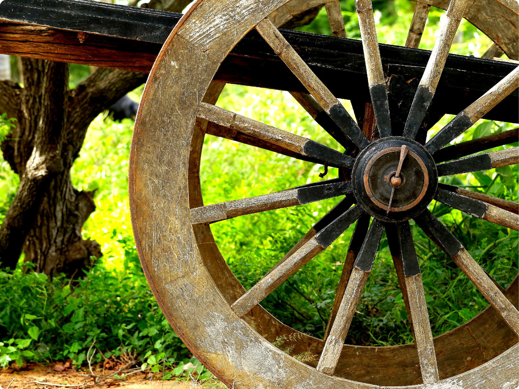 Bullock Cart Ride in Bandipur 