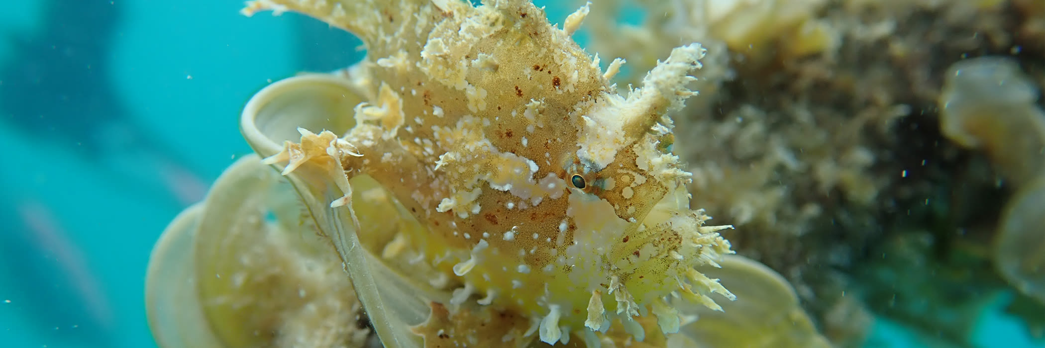 Dive sites Havelock