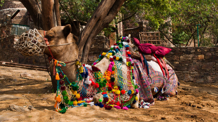 Camel Ride Neemrana Fort-Palace, Activities in Neemrana