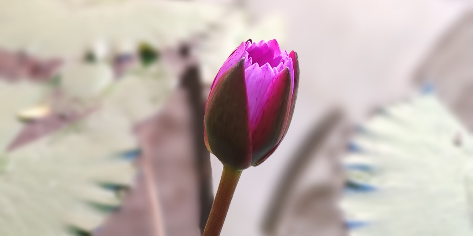 A single pink lotus bud above water-Amanvana Spa Resort, Coorg - Luxury Resort