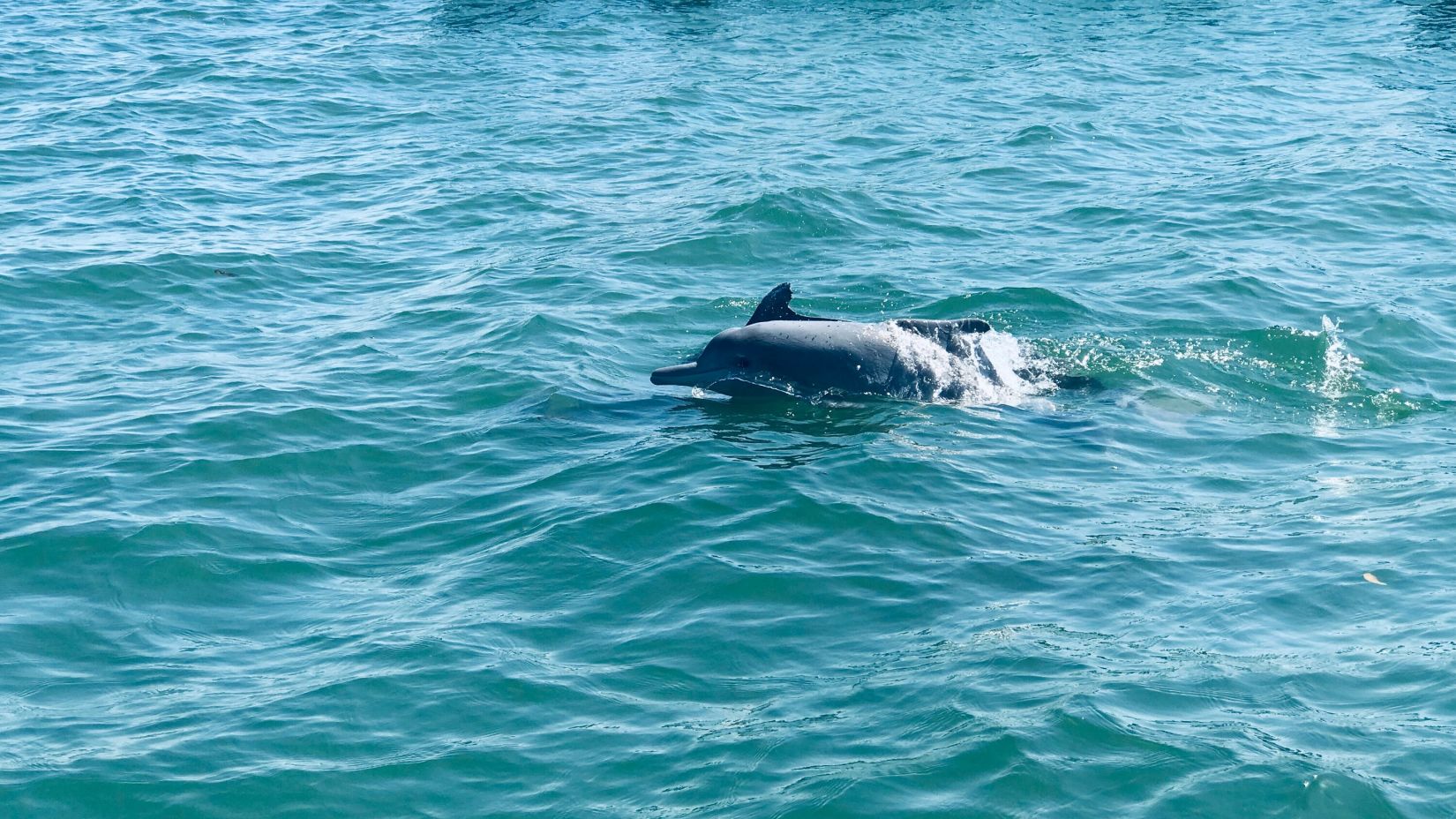 a dolphin breaching