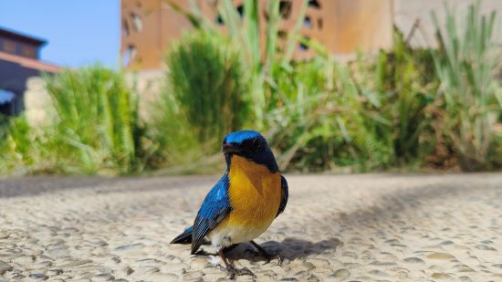 Tickells blue flycatcher at our lily pond