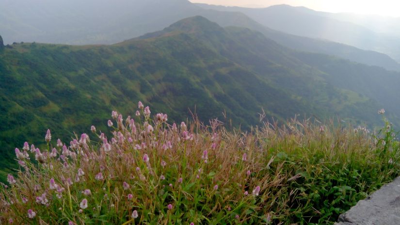 In the foreground of a misty mountainous landscape at twilight, wildflowers swing. Parvati Hill -Fort JadhavGADH 