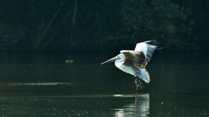 a white pelican standing in water