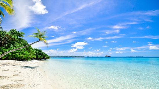 trees on a beach