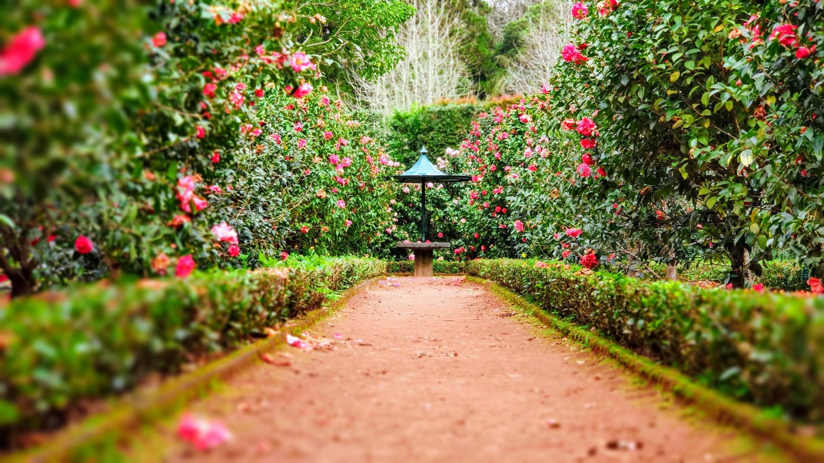 A calm garden invites a leisurely stroll along a path bordered with lush rose bushes at Okayama Friendship Garden -Fort JadhavGADH