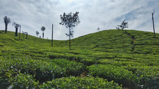 A field of tea leaves with a few trees in between