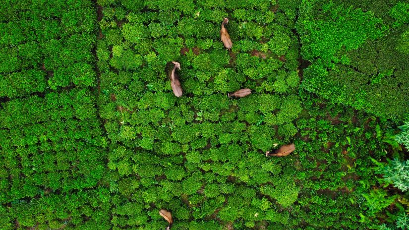 A aerial view of goats grazing at the pastures in Coonoor - Weekend places near Coimbatore