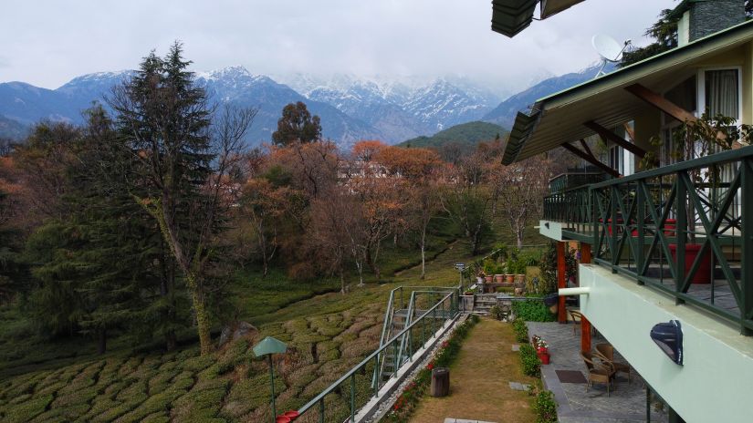 Lush green tea gardens with snowy mountains in the background under a blue sky.