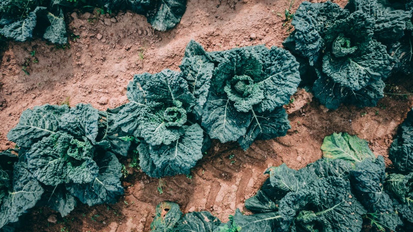 an organic green cabbage plantation showcasing beautifully grown cabbages in rows