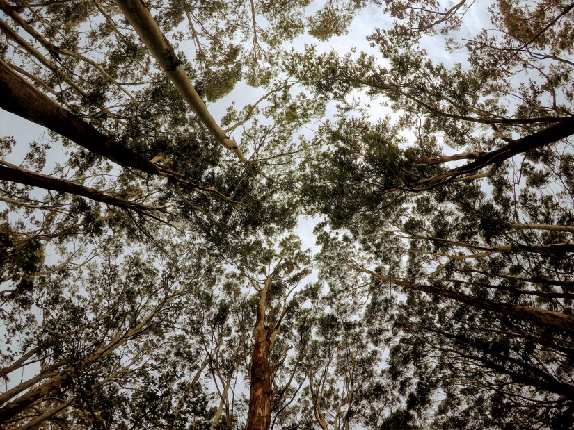 A shot of the towering deciduous trees from below 