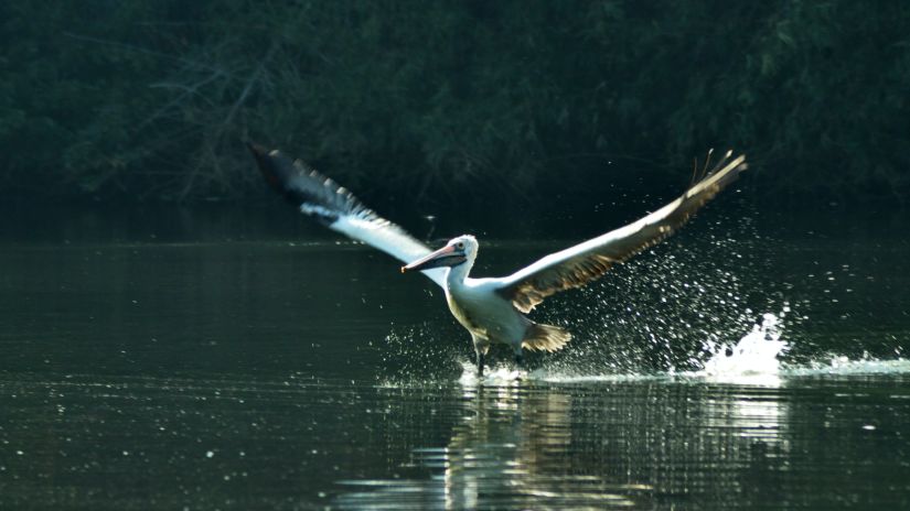 a crane landing on a pool of water