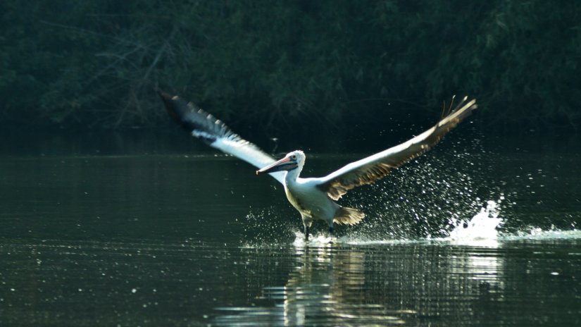 A stork diving into the water to catch a fish