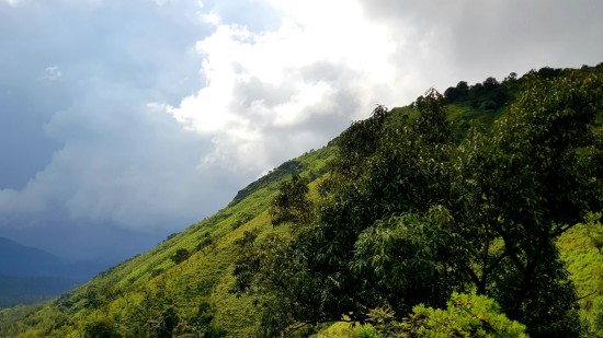 An image of a hill with rolling grass, trees growing on top of the hill and white clouds in the background