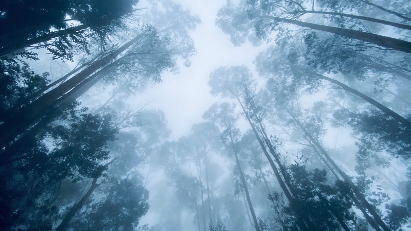 a view from the bottom of the pine trees covered with fog in kodaikanal 