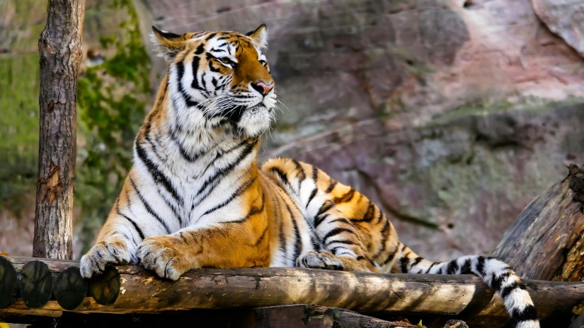 A tiger on top of a wooden structure