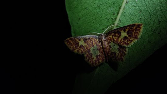 Aramness - A month with its wings spread on a leaf at night