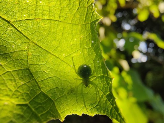 Aramness - Green orb weaver spider