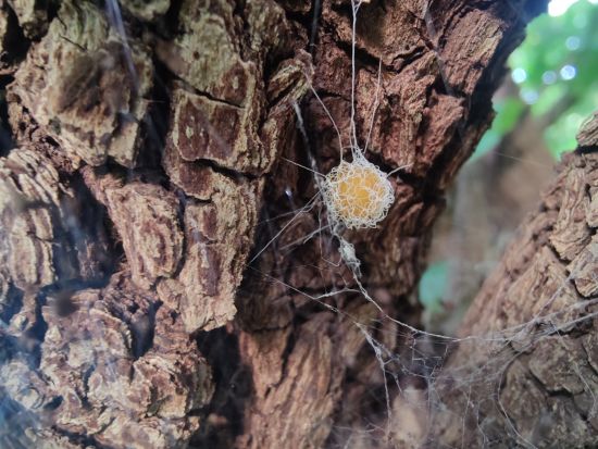 Aramness - Egg sac of the Funnel Web Spider