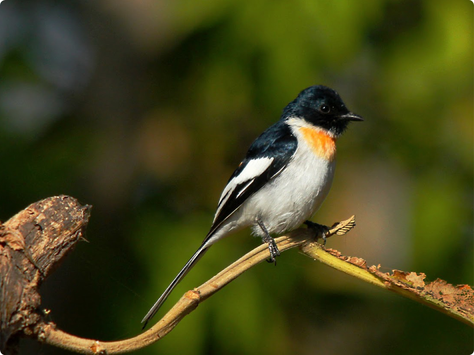 Bird Trail in Bandipur 