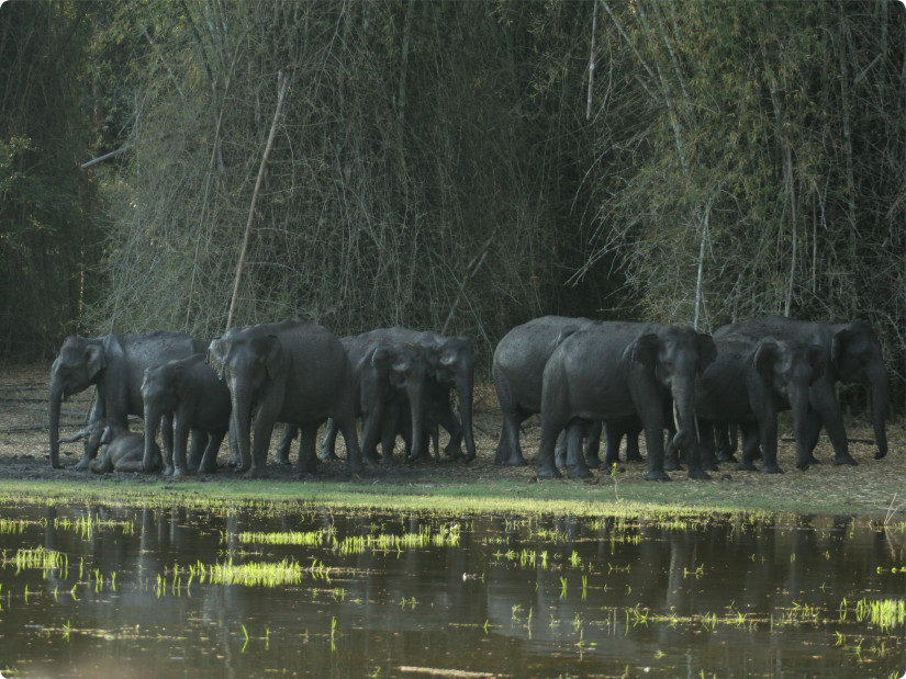 a herd of elephants