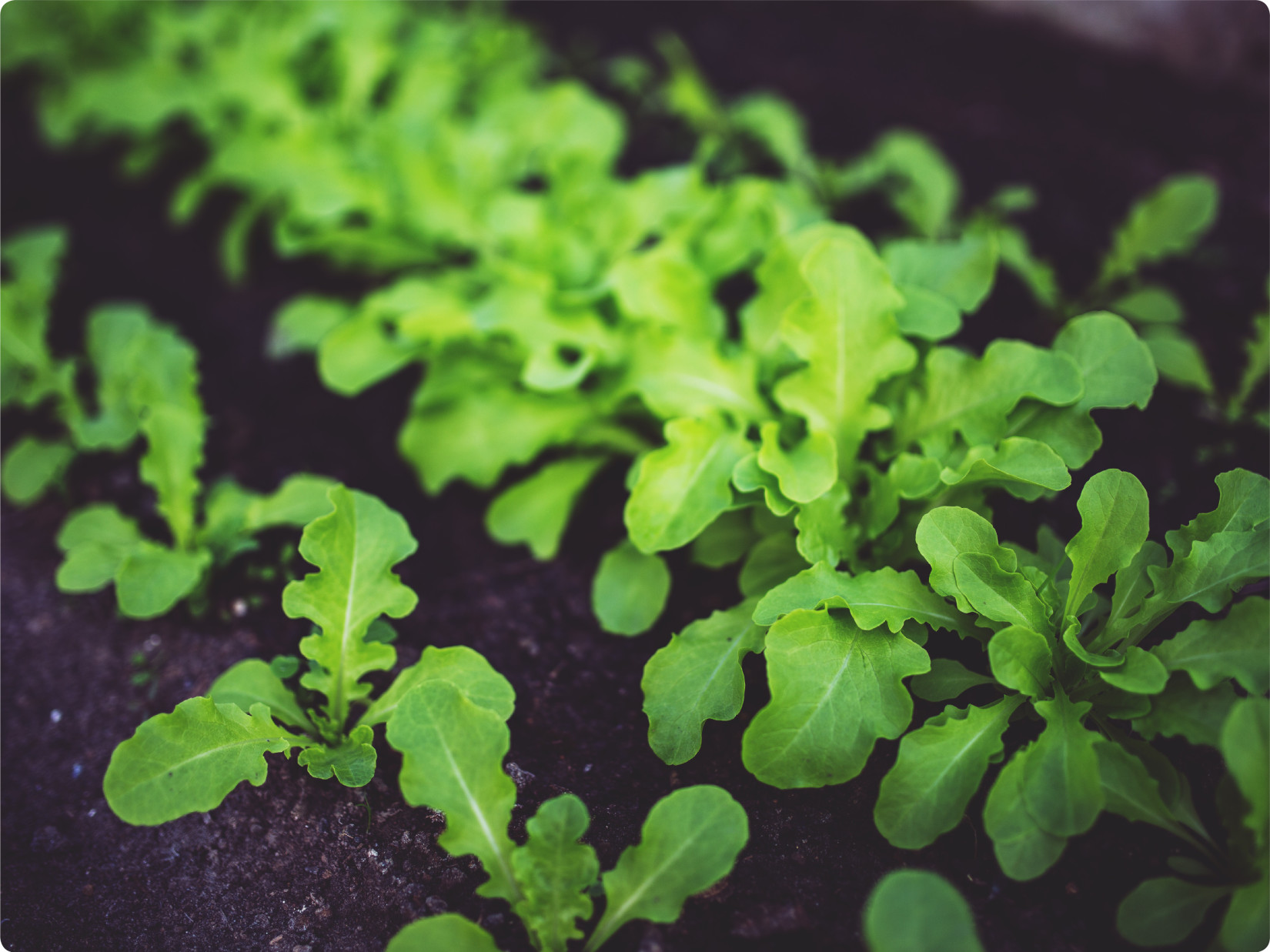 Barefoot Farm to table