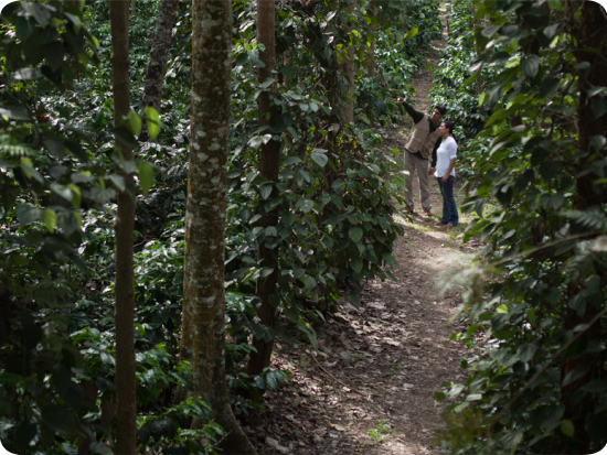 people on a trip to a Coffee Plantation 