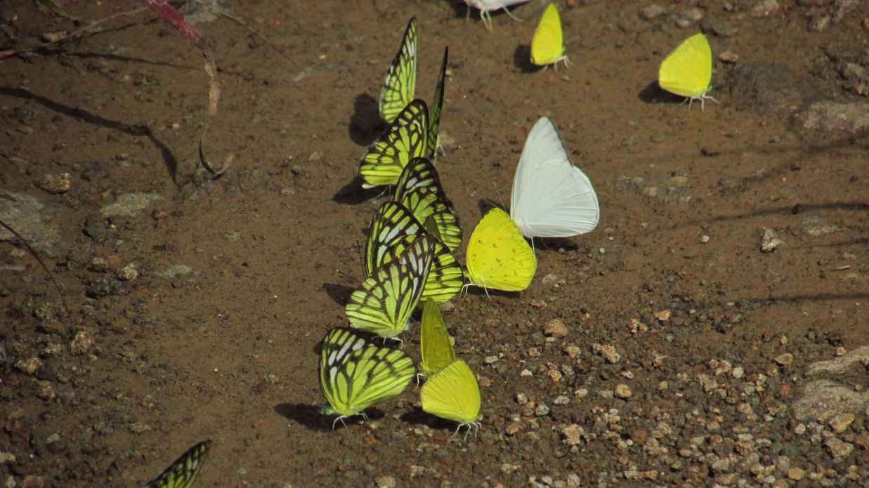 image of butterflies